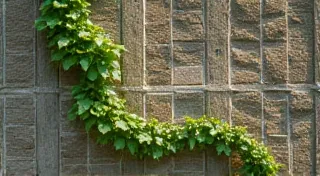 The Emerald Vein: Symbiotic Relationships and the Gardener's Intuition
