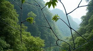 Fractured Reflections: The Ethics of Orchid Collecting and Conservation