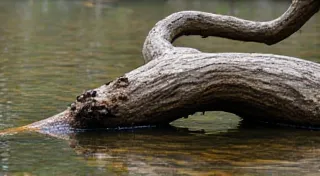 Silent Sentinels: The Root Structure and Resilience of Epiphytic Orchids